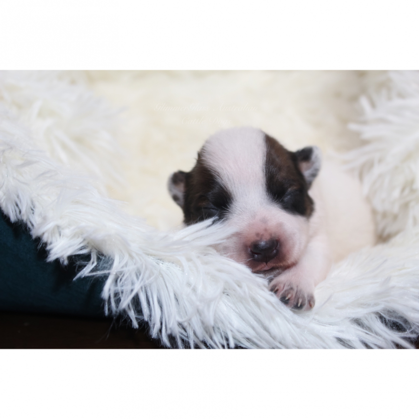 Best Return Puppy To Breeder Contract Template Excel Sample