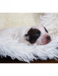 Free Return Puppy To Breeder Contract Template  Example